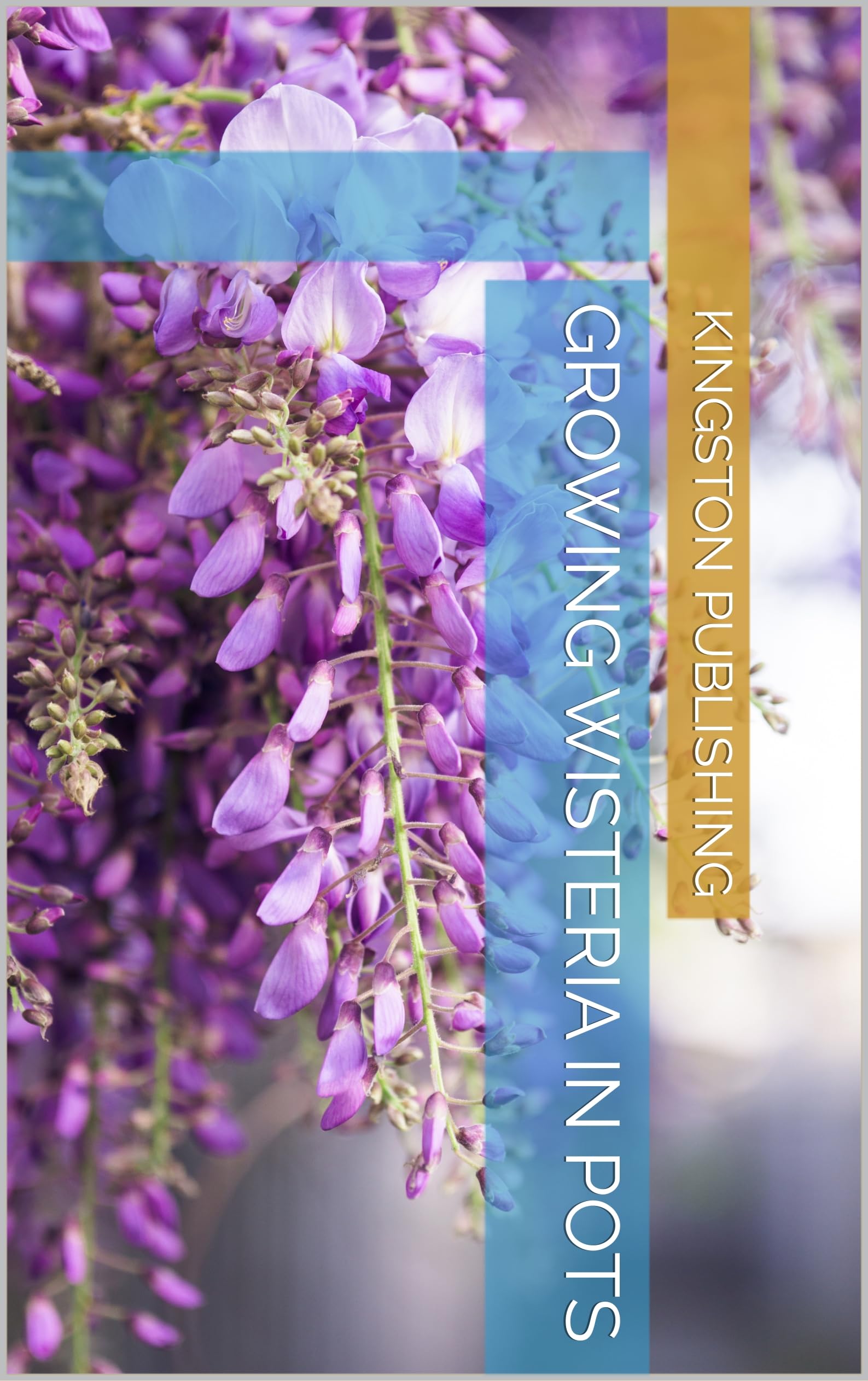 Growing Wisteria in Pots OHFB